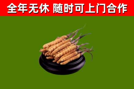 临海市回收冬虫夏草