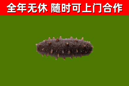 临海市烟酒回收干海参.jpg